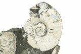 Jurassic Ammonite (Kosmoceras) Fossil - Gloucestershire, England #243481-1
